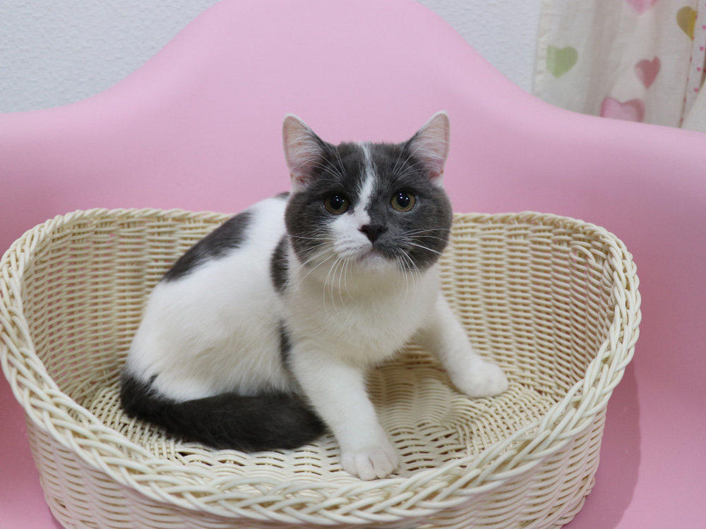 スコティッシュフォールドの子猫画像