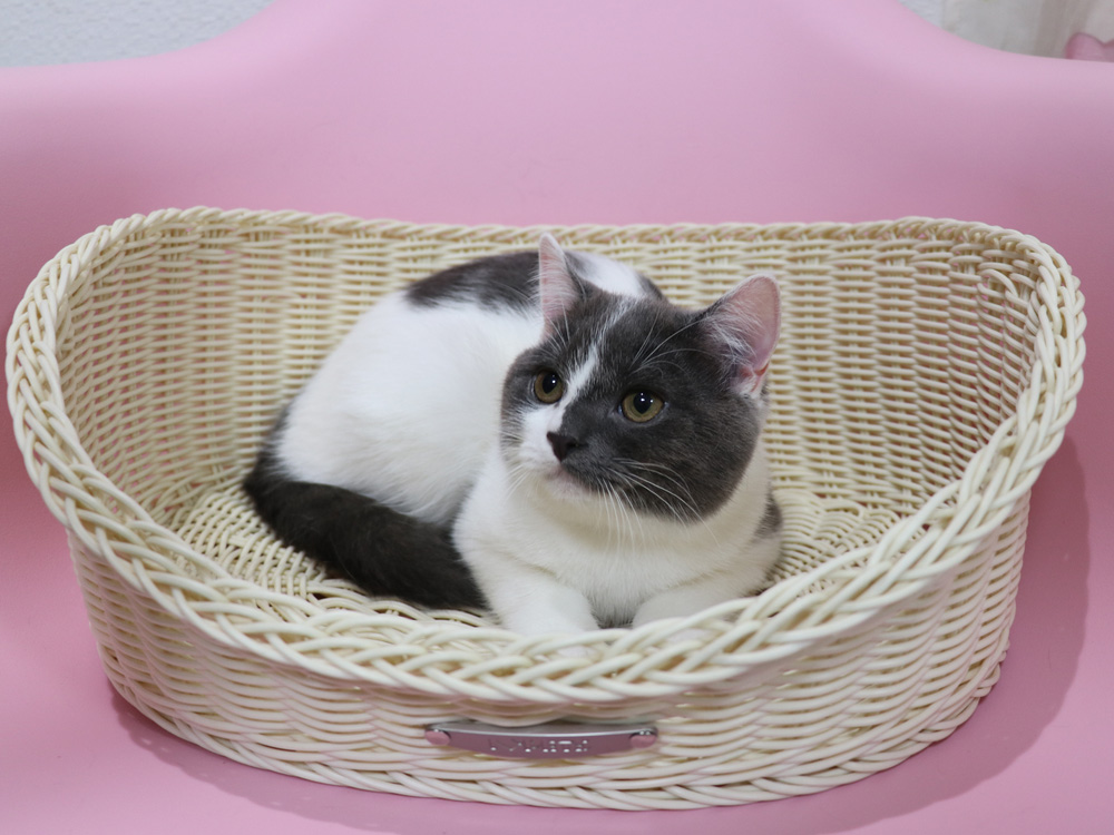 スコティッシュフォールドの子猫画像