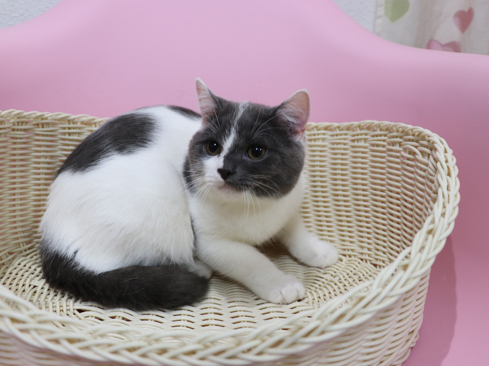 スコティッシュフォールドの子猫画像