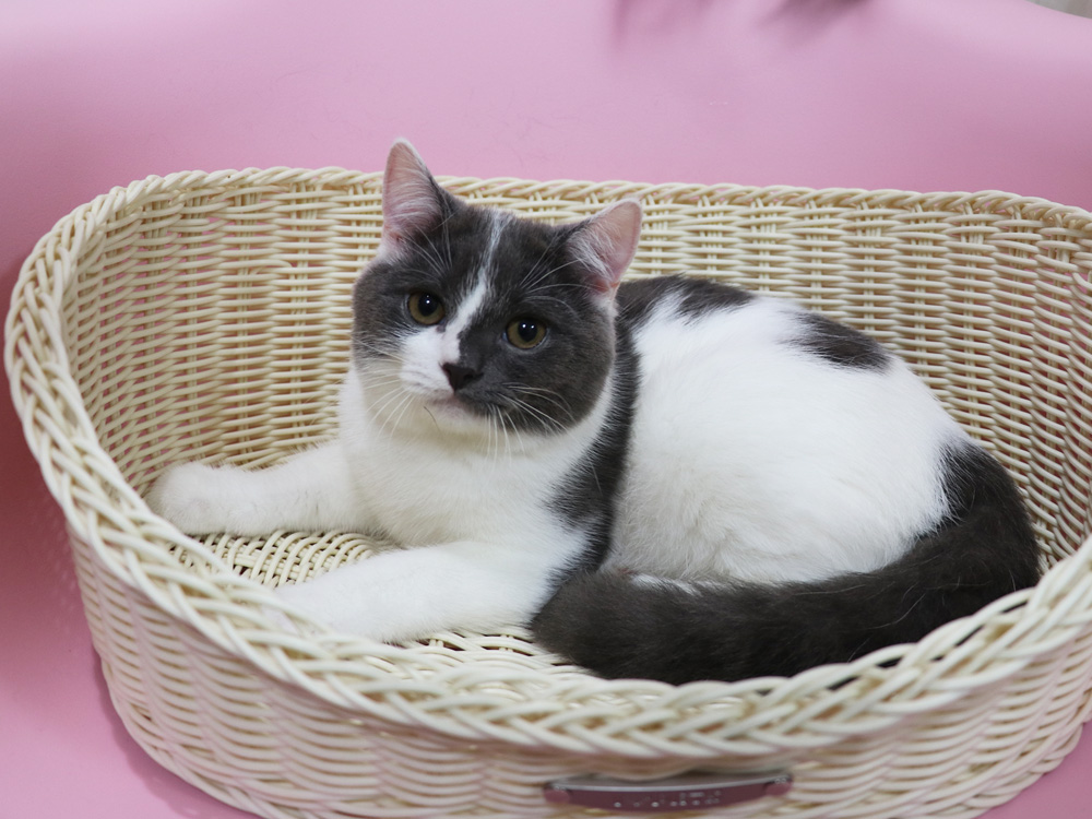 スコティッシュフォールドの子猫画像