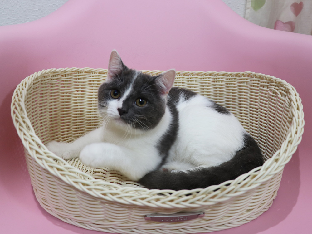 スコティッシュフォールドの子猫画像