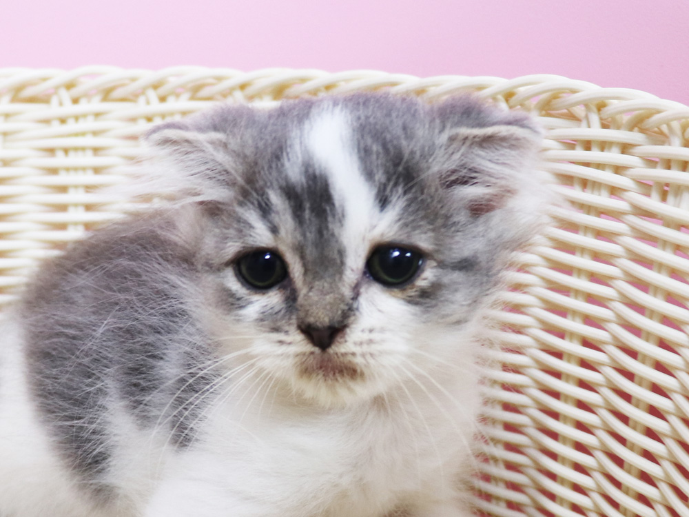 スコティッシュフォールドの子猫画像