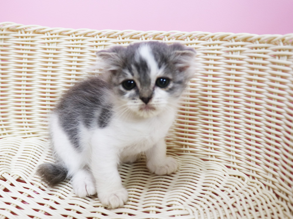 スコティッシュフォールドの子猫画像