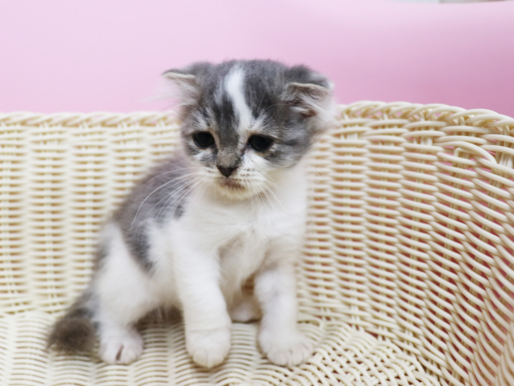 スコティッシュフォールドの子猫画像