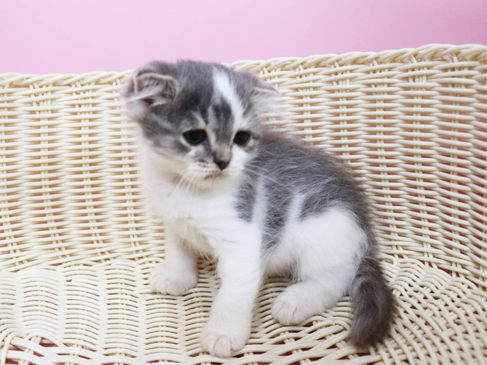 スコティッシュフォールドの子猫画像