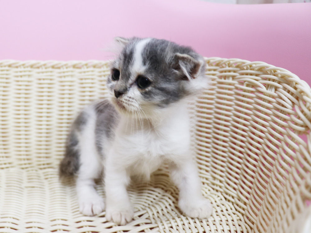 スコティッシュフォールドの子猫画像