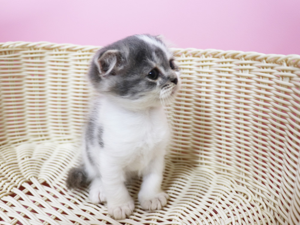 スコティッシュフォールドの子猫画像