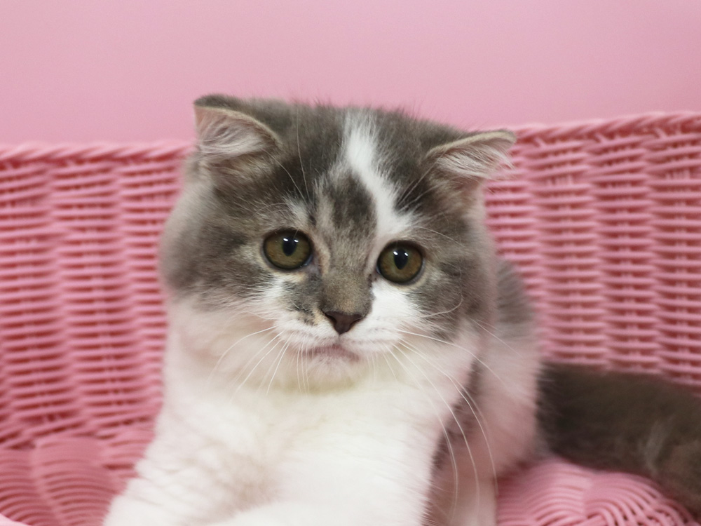 スコティッシュフォールドの子猫画像