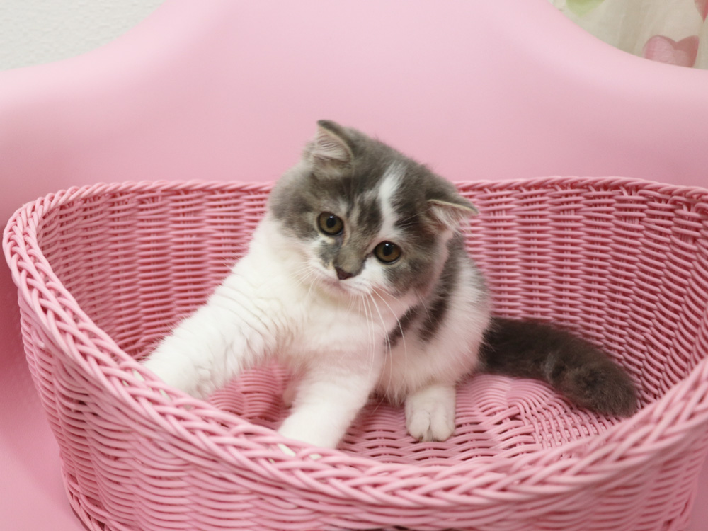 スコティッシュフォールドの子猫画像