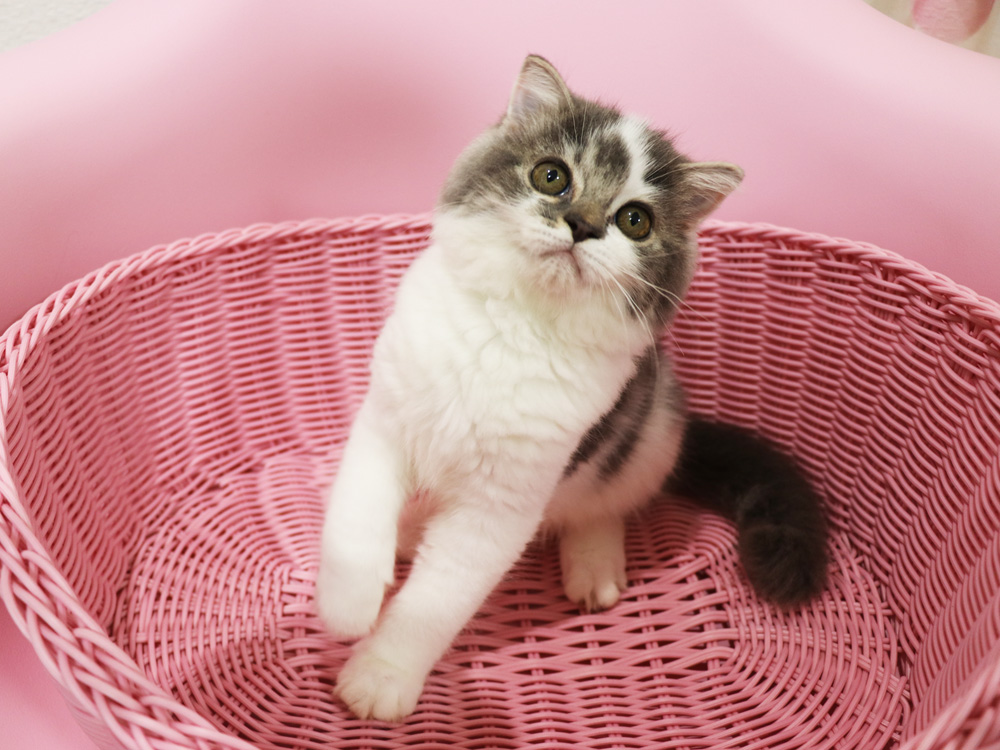 スコティッシュフォールドの子猫画像