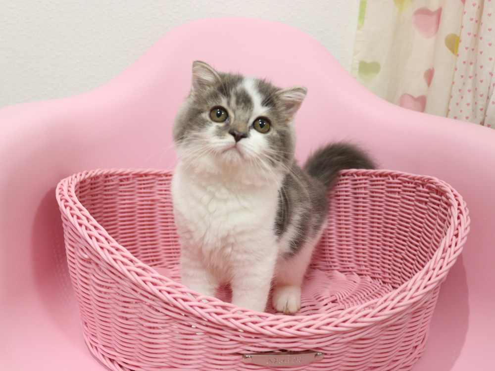 スコティッシュフォールドの子猫画像