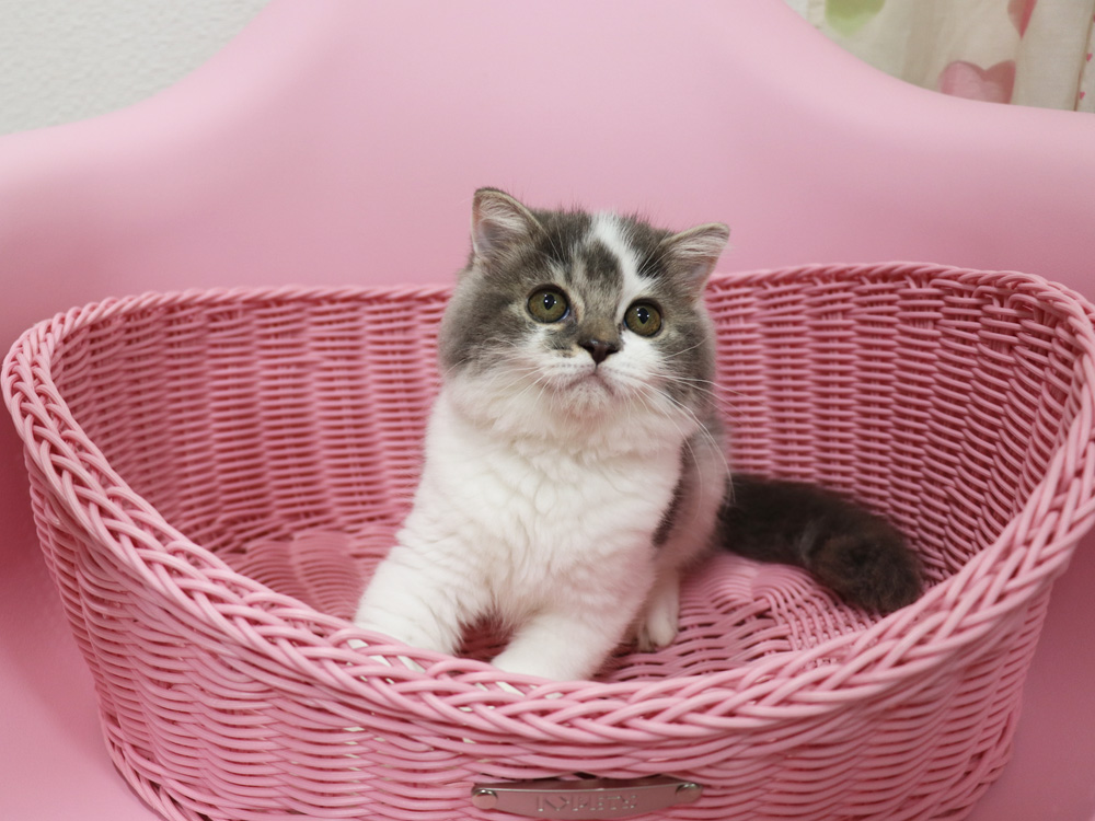 スコティッシュフォールドの子猫画像