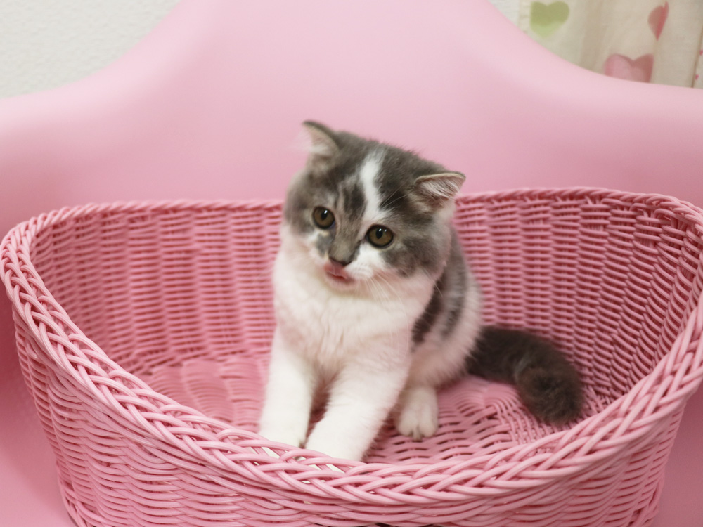 スコティッシュフォールドの子猫画像