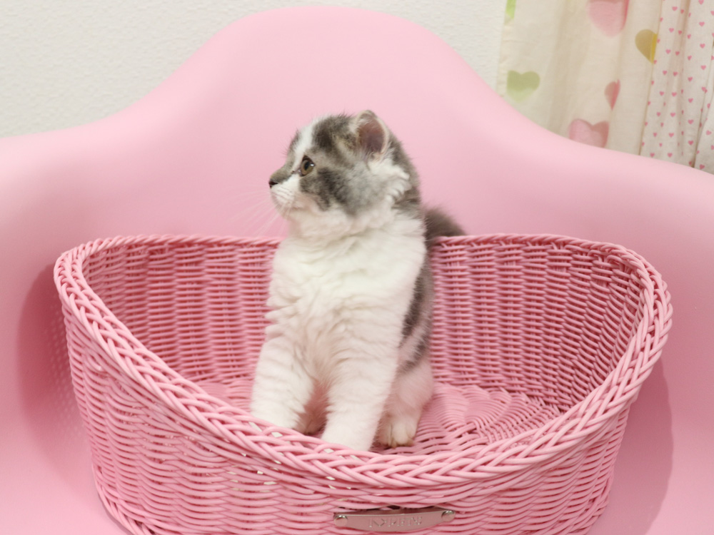 スコティッシュフォールドの子猫画像