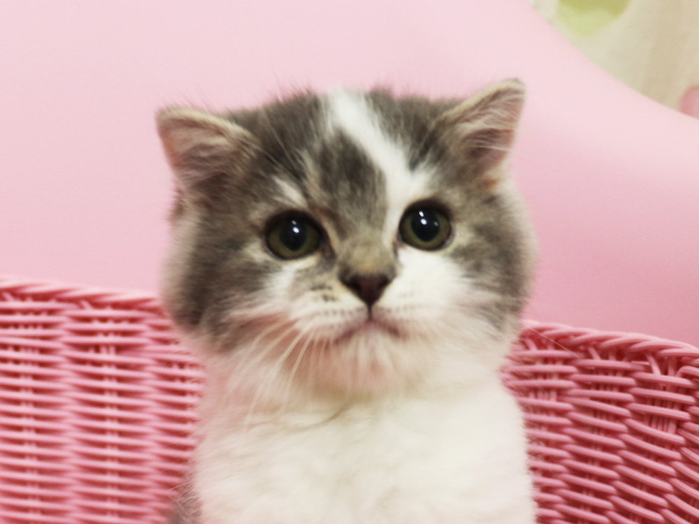 スコティッシュフォールドの子猫画像
