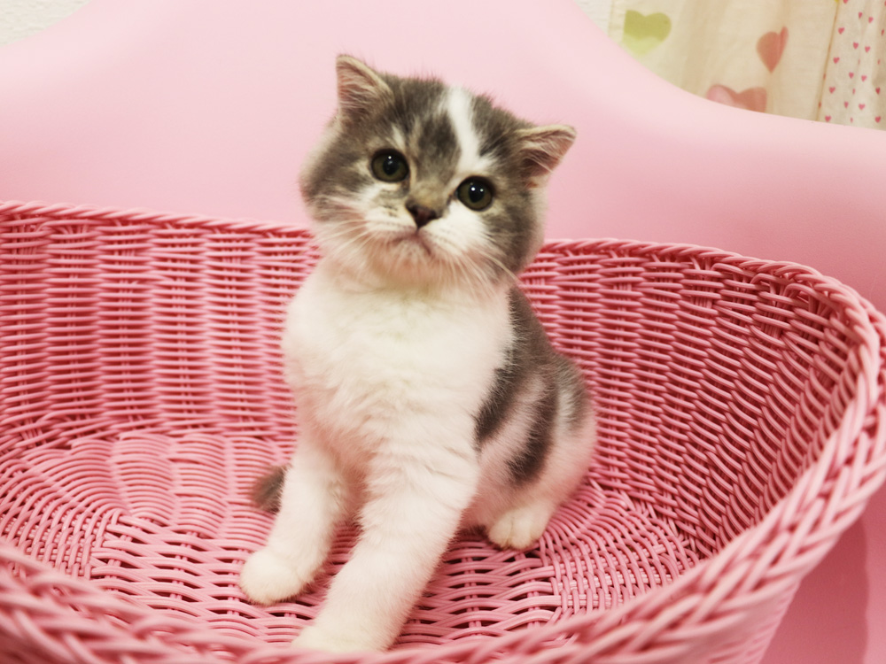 スコティッシュフォールドの子猫画像