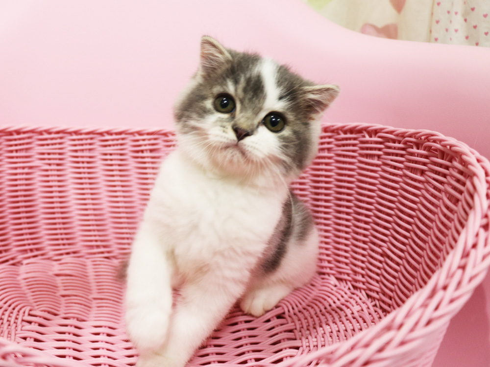 スコティッシュフォールドの子猫画像