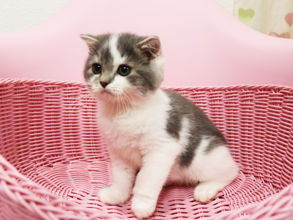 スコティッシュフォールドの子猫画像
