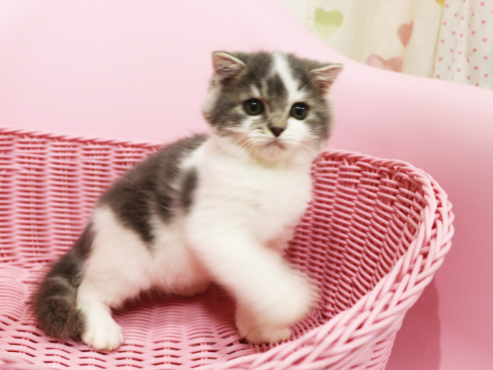 スコティッシュフォールドの子猫画像