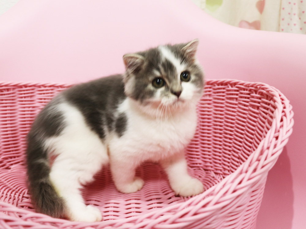スコティッシュフォールドの子猫画像