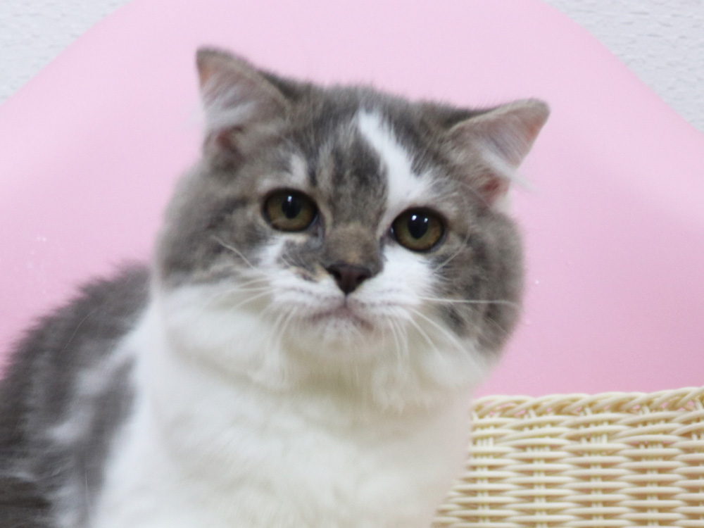 スコティッシュフォールドの子猫画像