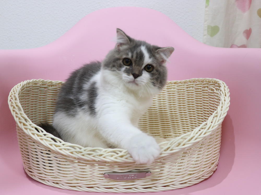 スコティッシュフォールドの子猫画像
