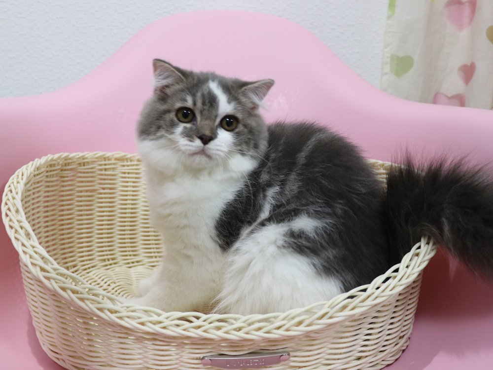 スコティッシュフォールドの子猫画像
