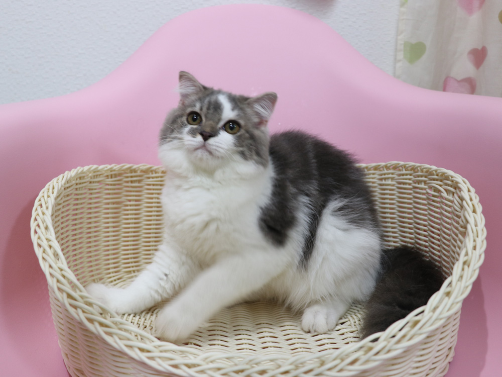 スコティッシュフォールドの子猫画像