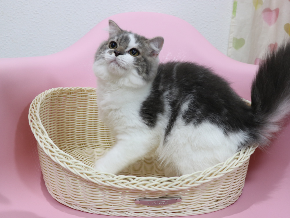 スコティッシュフォールドの子猫画像