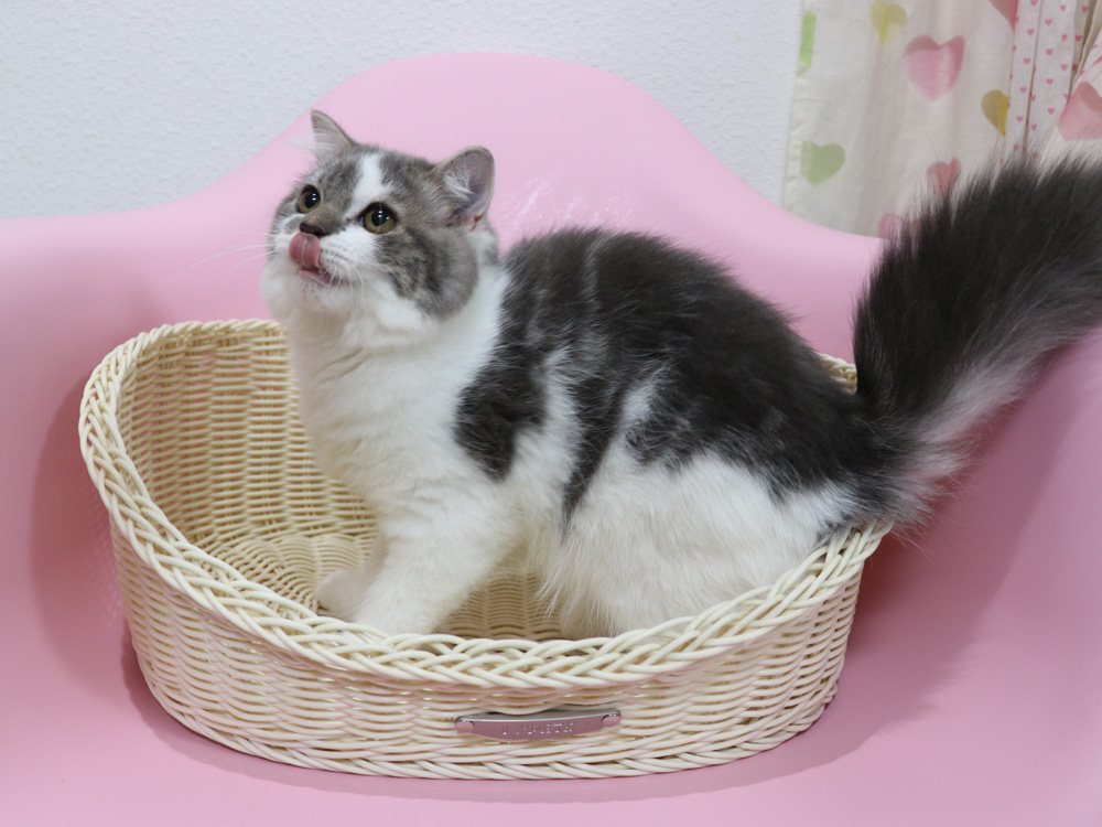 スコティッシュフォールドの子猫画像