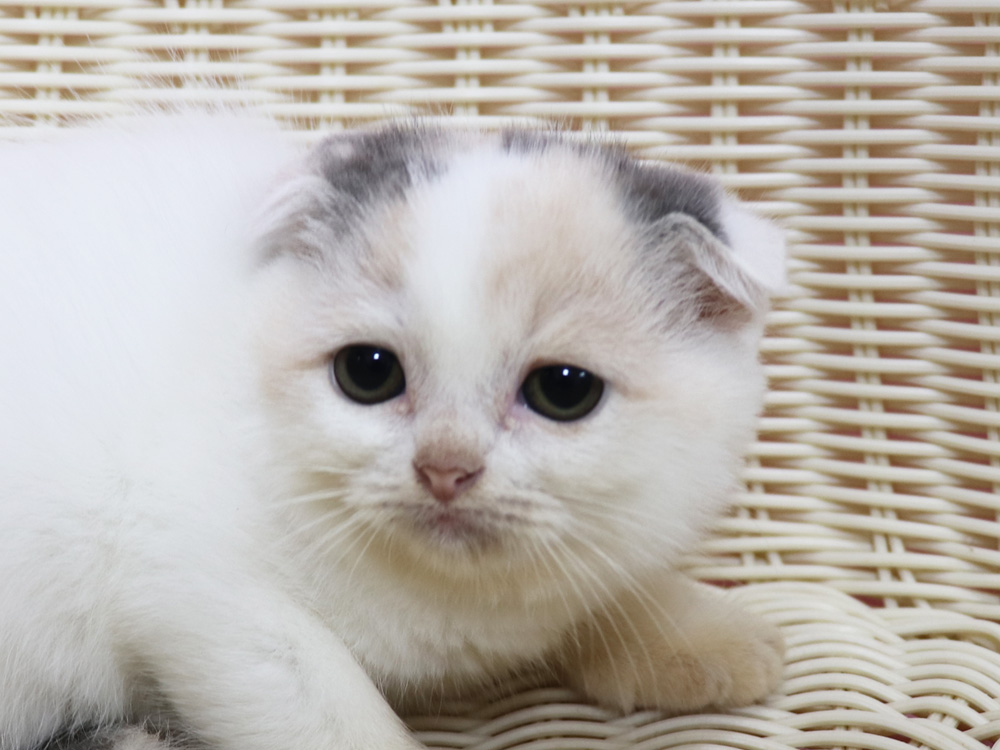 スコティッシュフォールドの子猫画像