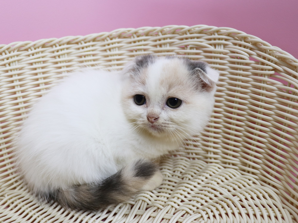 スコティッシュフォールドの子猫画像