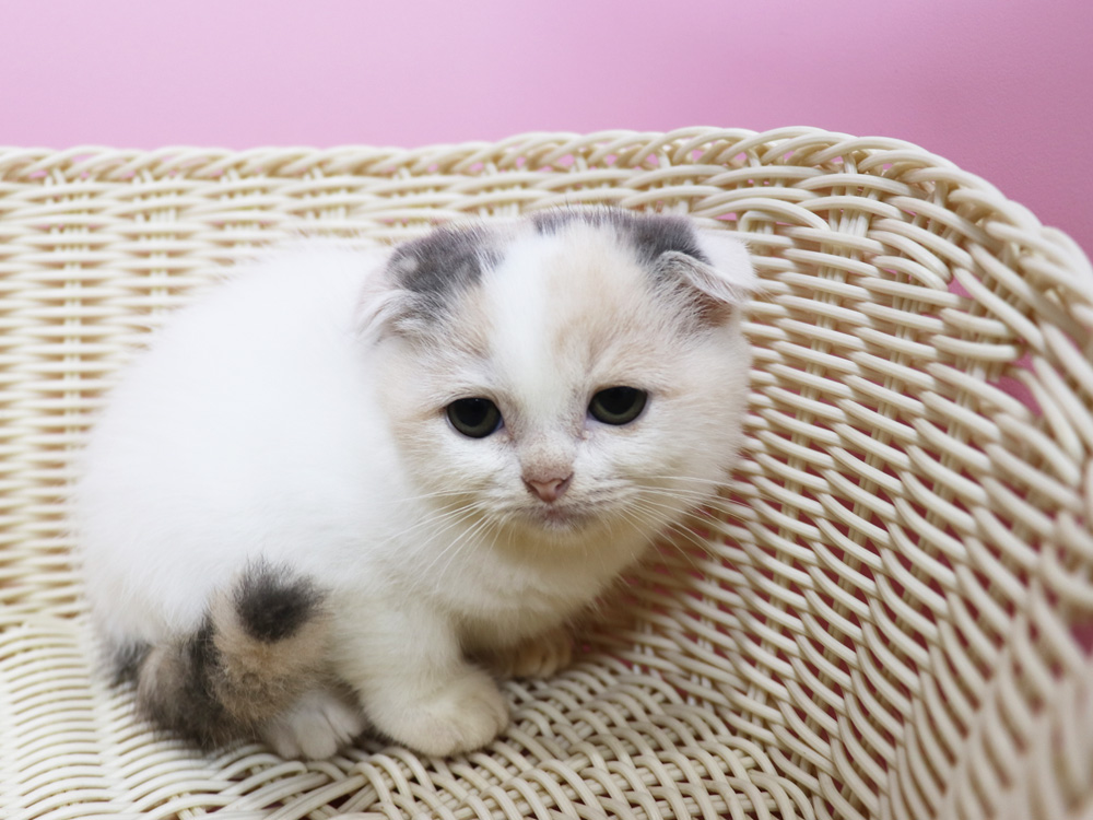 スコティッシュフォールドの子猫画像