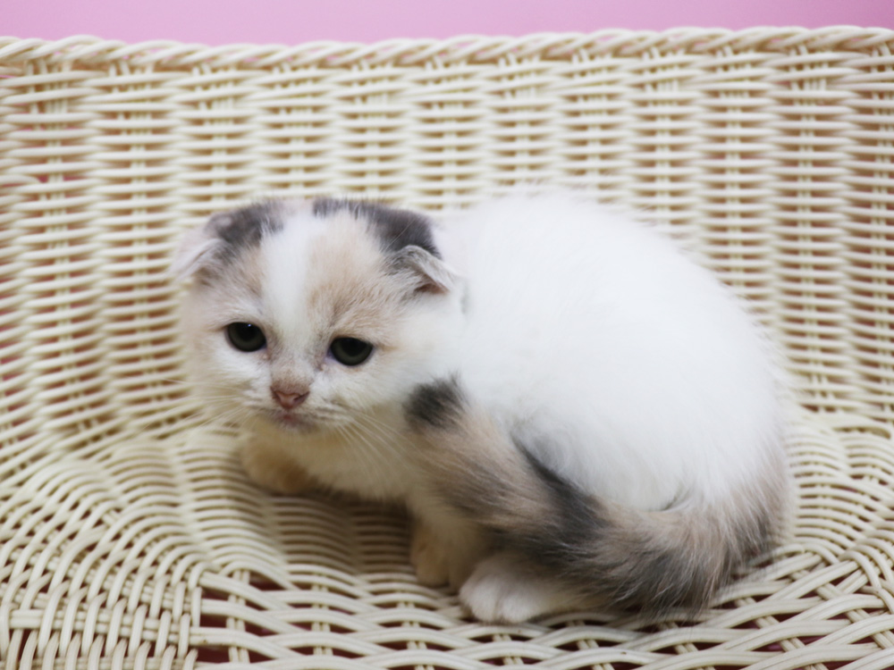 スコティッシュフォールドの子猫画像