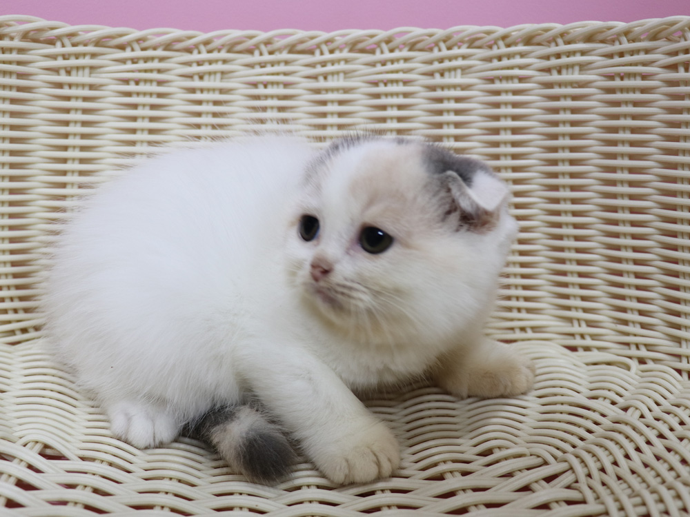 スコティッシュフォールドの子猫画像