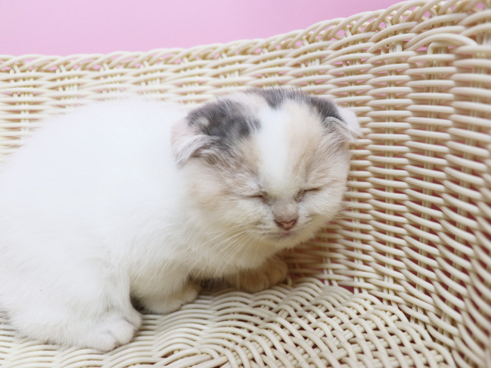 スコティッシュフォールドの子猫画像