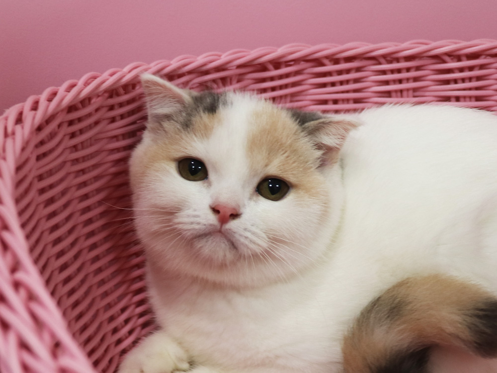 スコティッシュフォールドの子猫画像