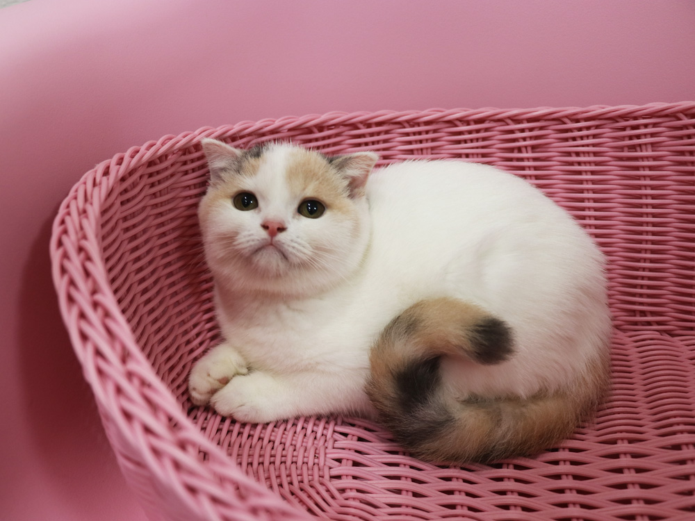 スコティッシュフォールドの子猫画像