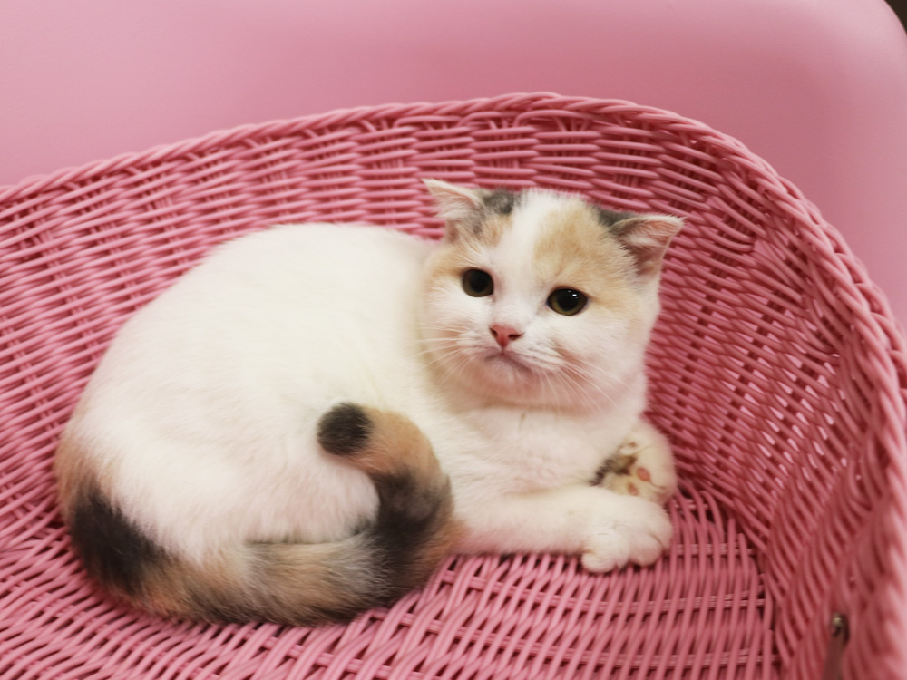 スコティッシュフォールドの子猫画像