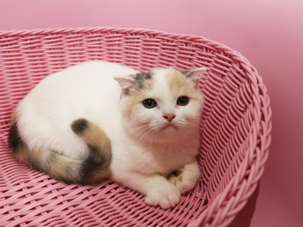 スコティッシュフォールドの子猫画像