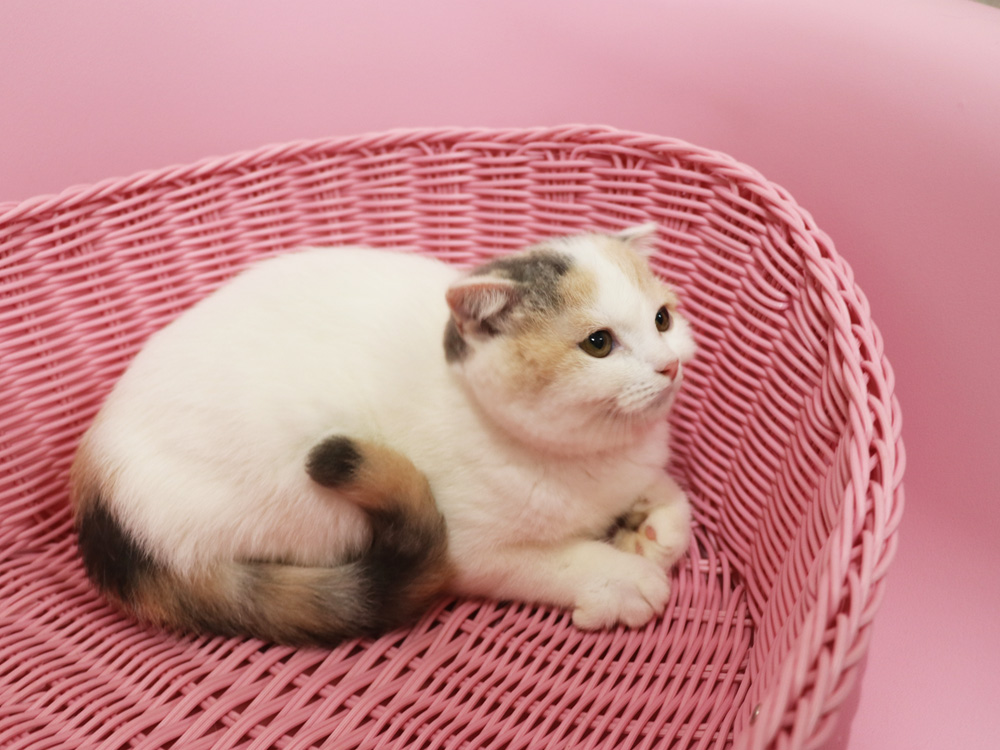 スコティッシュフォールドの子猫画像