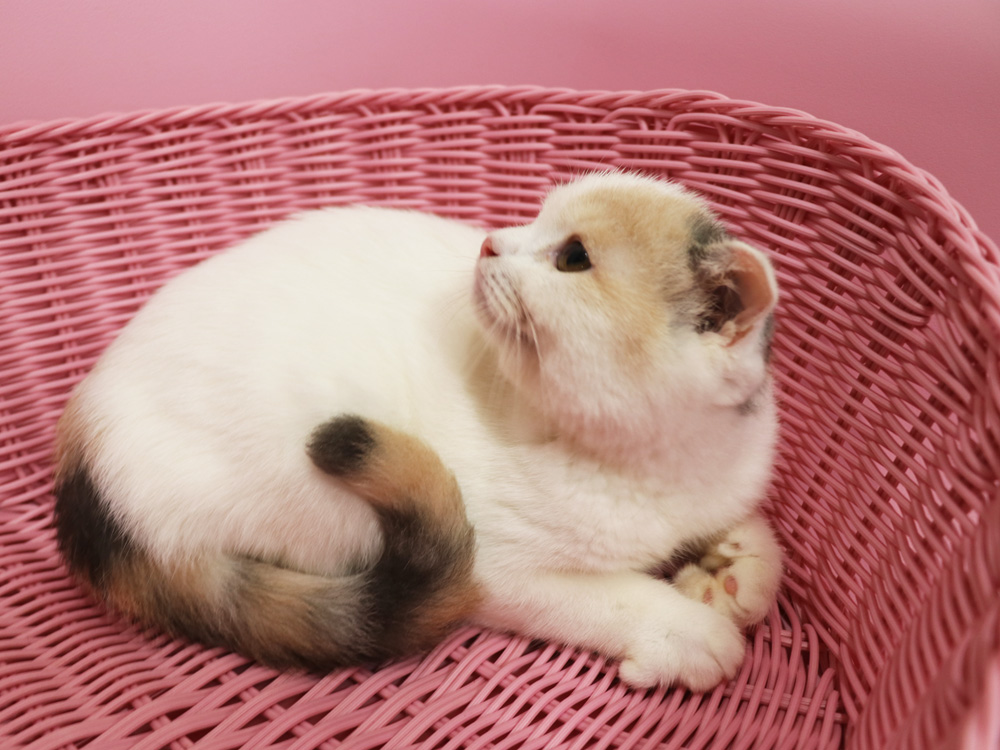 スコティッシュフォールドの子猫画像