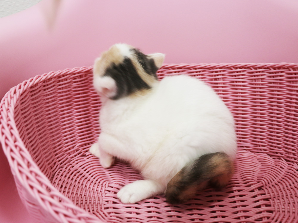スコティッシュフォールドの子猫画像