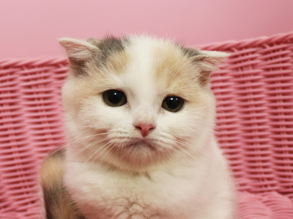 スコティッシュフォールドの子猫画像