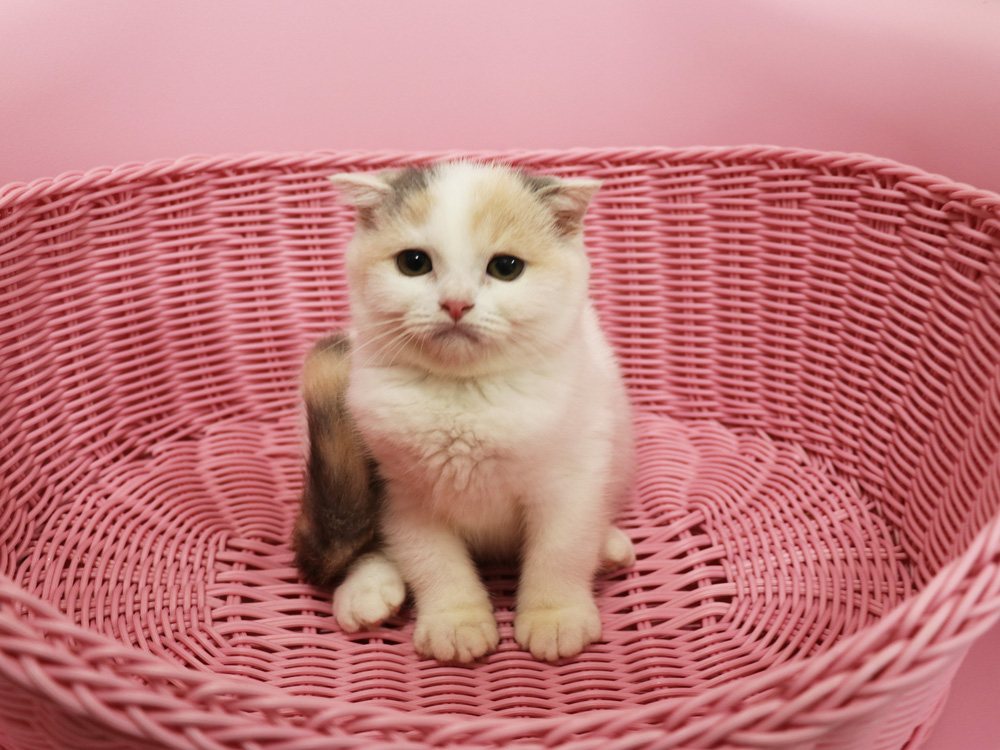 スコティッシュフォールドの子猫画像