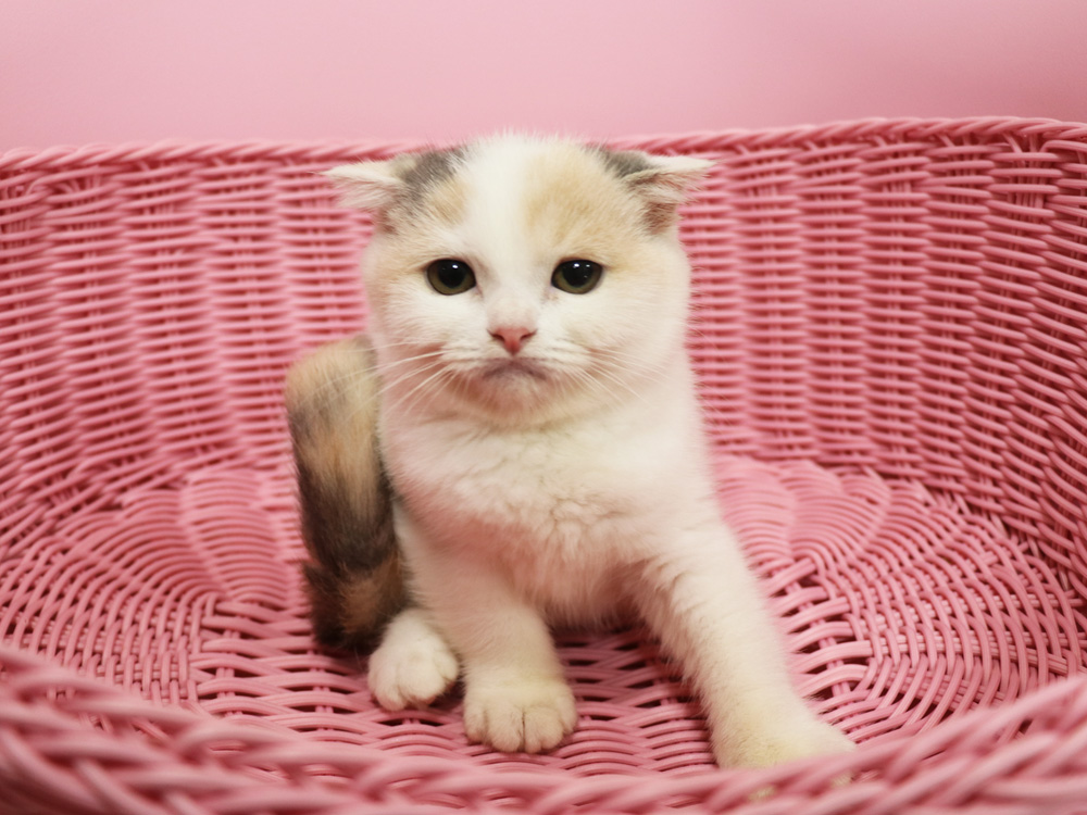 スコティッシュフォールドの子猫画像