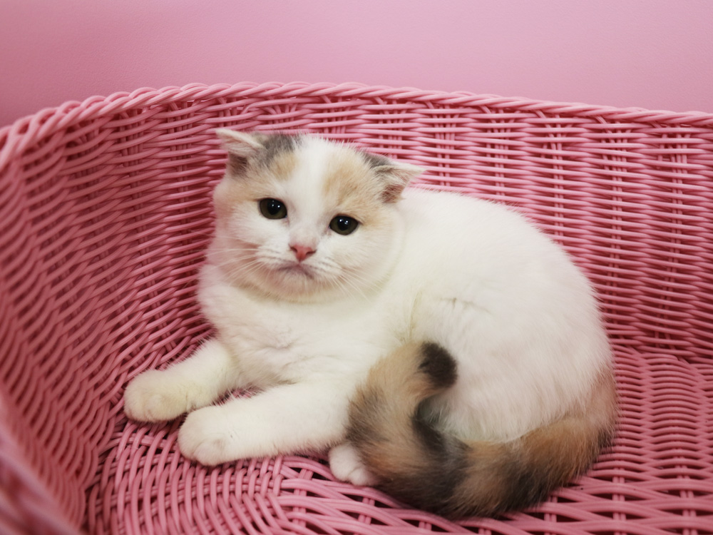 スコティッシュフォールドの子猫画像