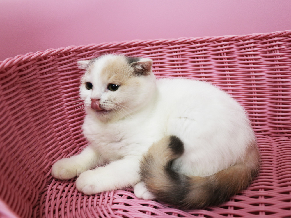 スコティッシュフォールドの子猫画像