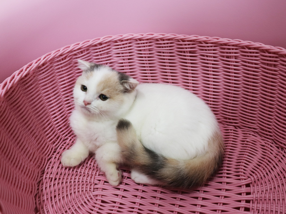 スコティッシュフォールドの子猫画像