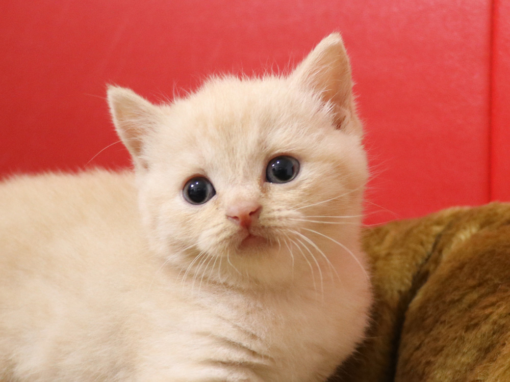 スコティッシュフォールドの子猫画像